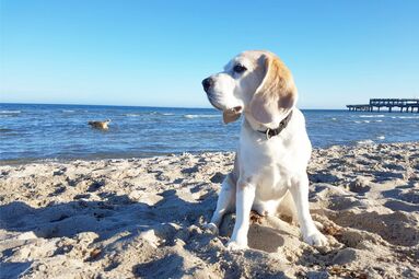 Urlaub mit Hund